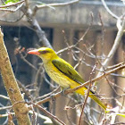 Indian Golden oriole -female