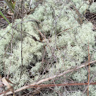 Deer moss lichen