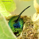 Lesser violetear hummingbird