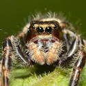 Jumping Spider