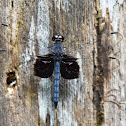 Tree Percher (male)