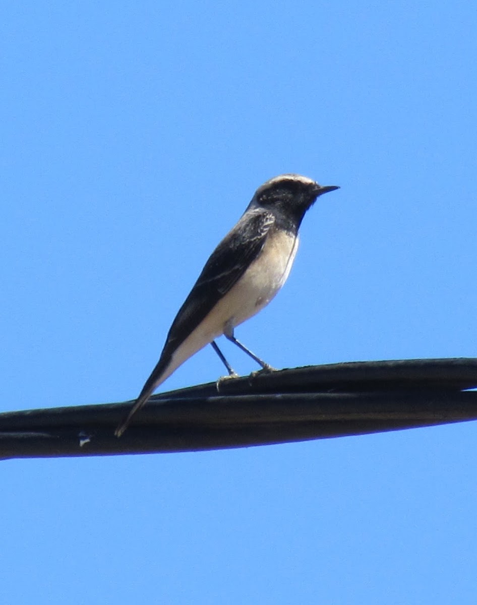 Pied Wheatear