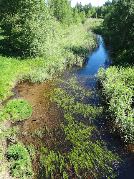 река в месте старта