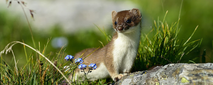 Stoat HD Wallpapers New Tab Theme marquee promo image