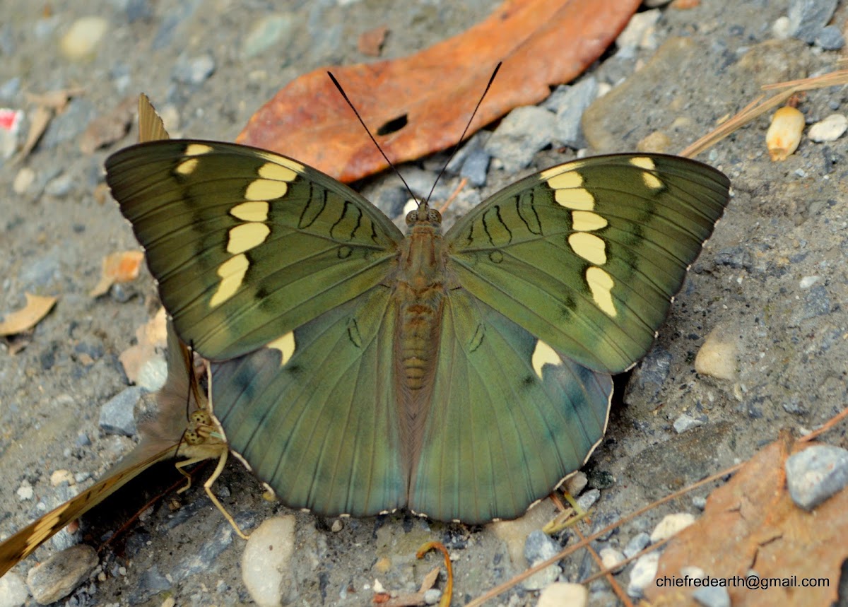 Himalayan Grand Duchess