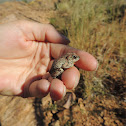 Red-Spotted Toad