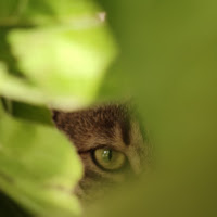 Verde, speranza o inganno di Alia