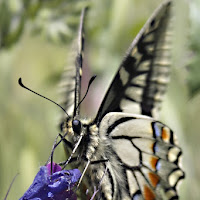 La solita farfalla. di 