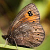 Common Alpine