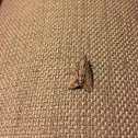 Faint-spotted Angle moth