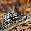 European Adder