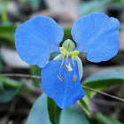 Blue Commelina