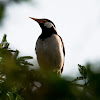 Asian pied starling or Pied myna