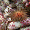 Common Arbacia Urchin