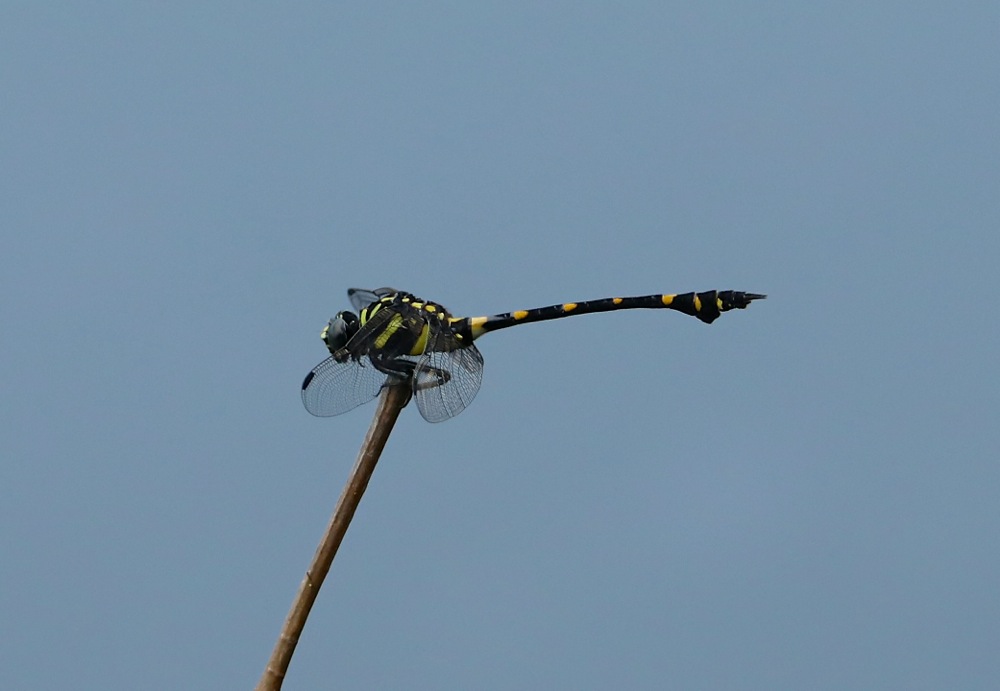 Common Flangetail