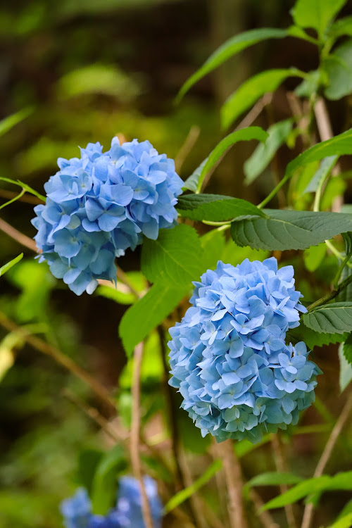 アクティバンの愛車撮影・ドライブ・猛暑日・canon・#車に関するカスタム事例の投稿画像4枚目