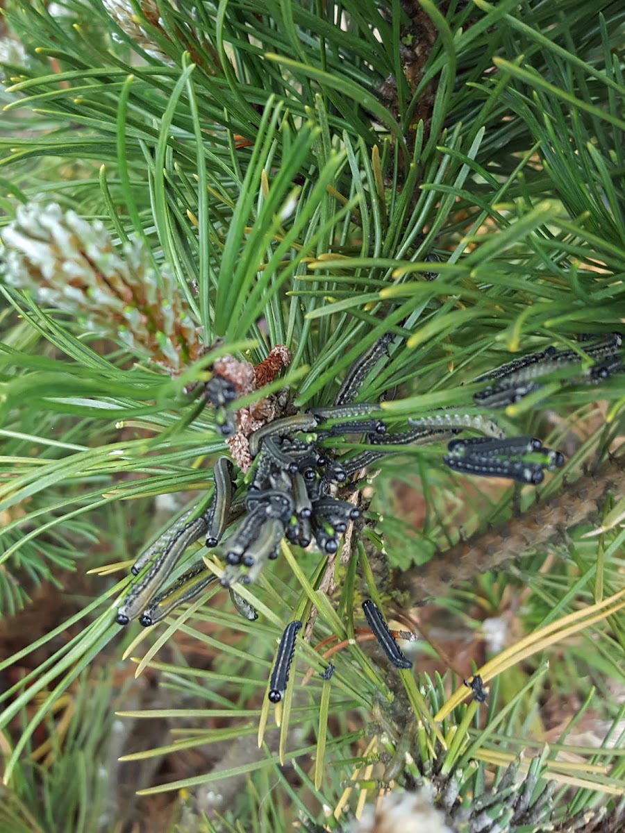 Pine Sawfly Larvae