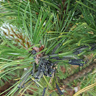 Pine Sawfly Larvae