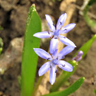 Alpine Squill