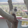 Cactus Wren