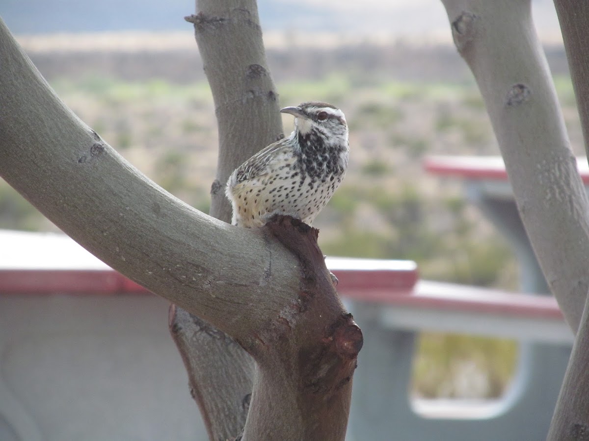 Cactus Wren