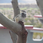 Cactus Wren