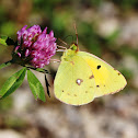 Clouded yellow