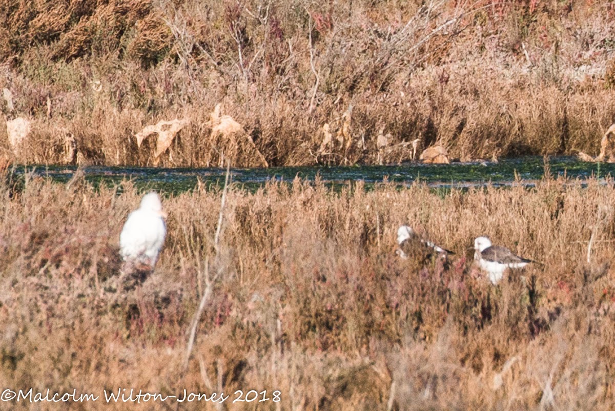 Cattle Egret