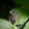 Proxys victor stink bug