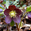 Dark scarlet hellebore