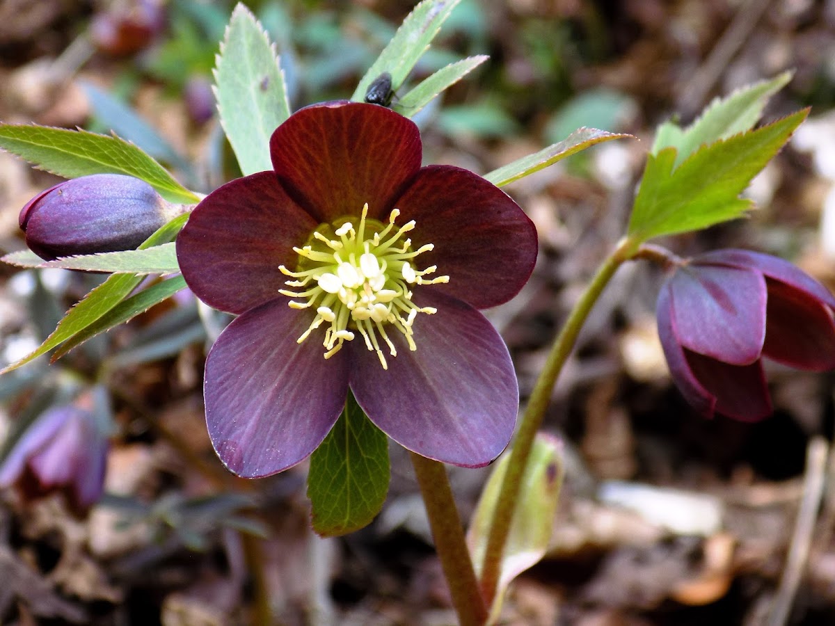 Dark scarlet hellebore