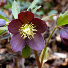 Dark scarlet hellebore