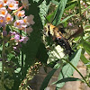 Hummingbird Clearwing Moth