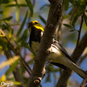 Black-throated Green Warbler