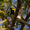 Black-throated Green Warbler