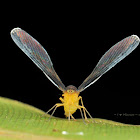 Derbid Planthoppers