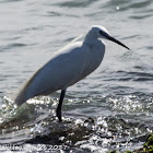 Little Egret; Garceta Común