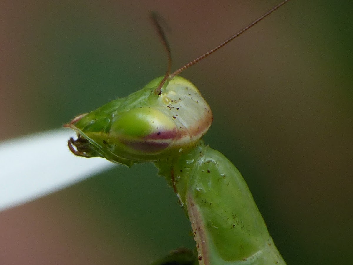 European Mantis