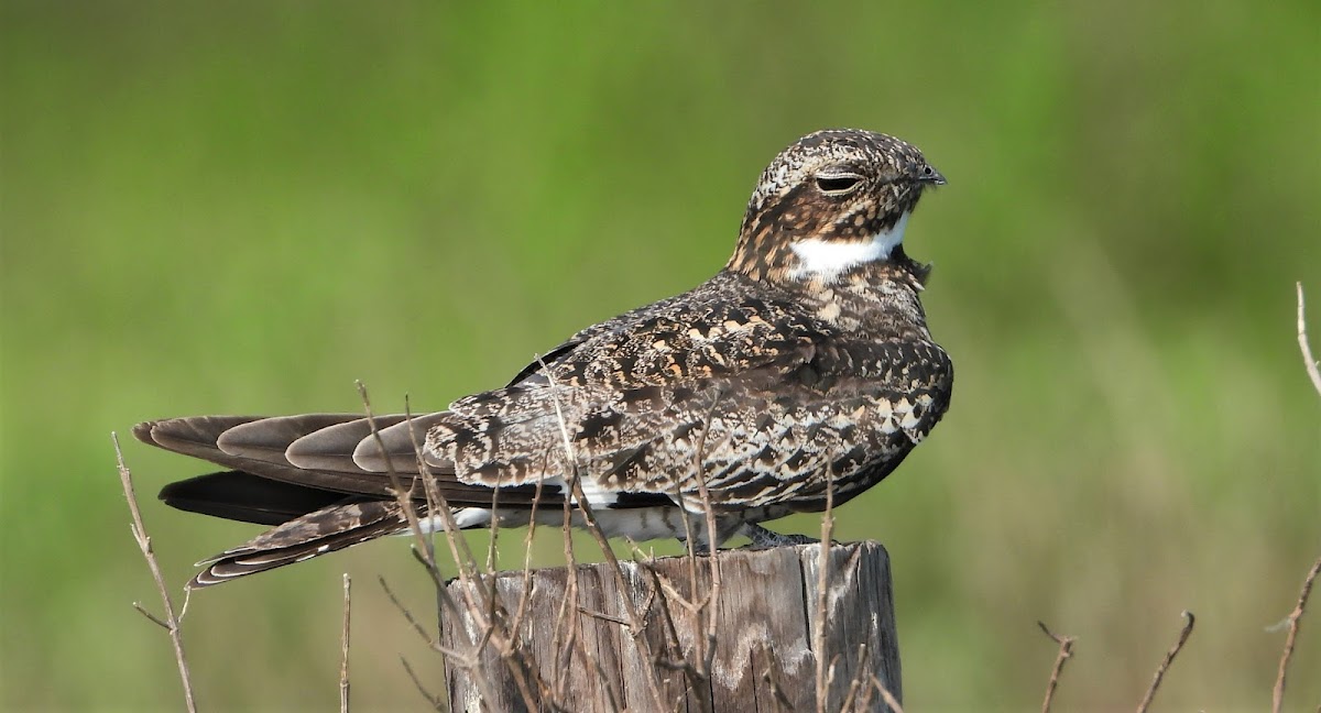 Common nighthawk