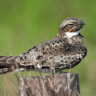 Common nighthawk