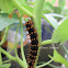 Blue Moon Butterfly (Caterpillar)