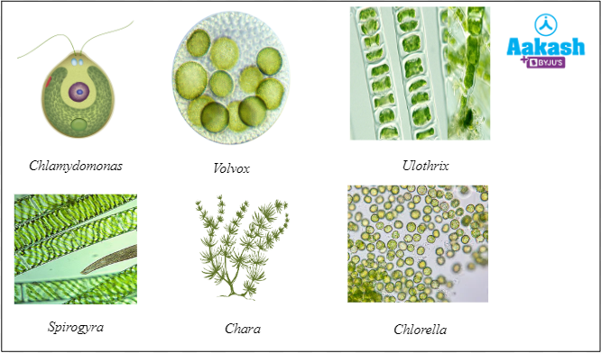 what are the different shapes of chloroplast in deifferent algal groups 