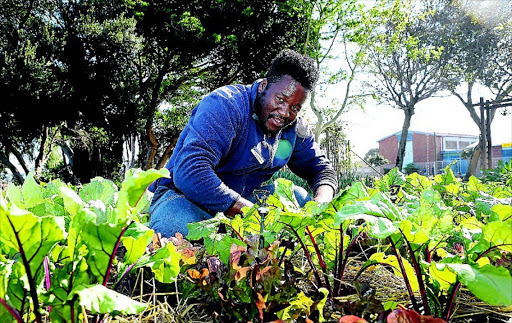 Nkosi Nqazeleni is the gardener at Lilyhaven Place in Bonteheuwel on the Cape Flats. The old-age home uses grey water for its vegetable and herb garden. / Ruvan Boshoff