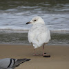 Iceland Gull