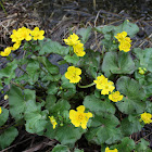 Marsh-marigold