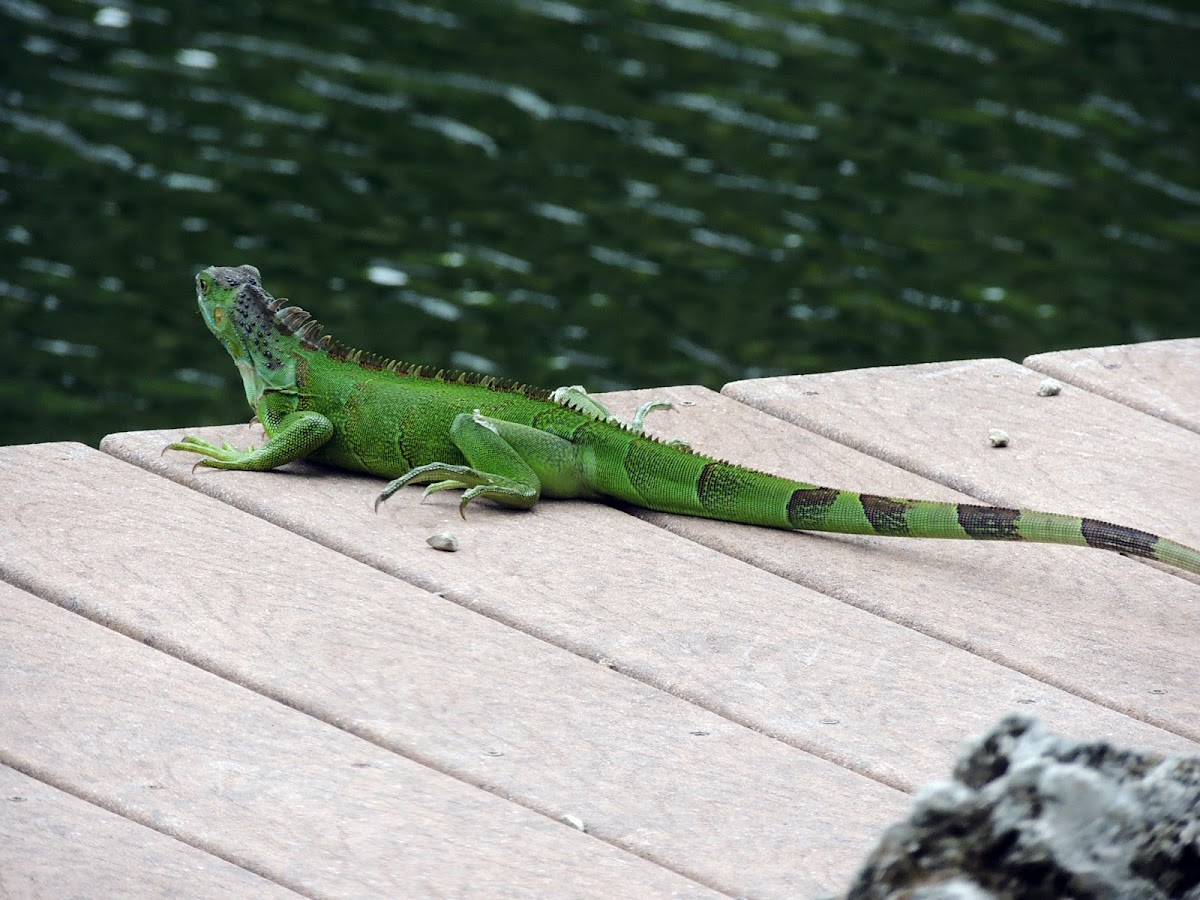 Green Iguana