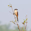 Long-Tailed Shrike