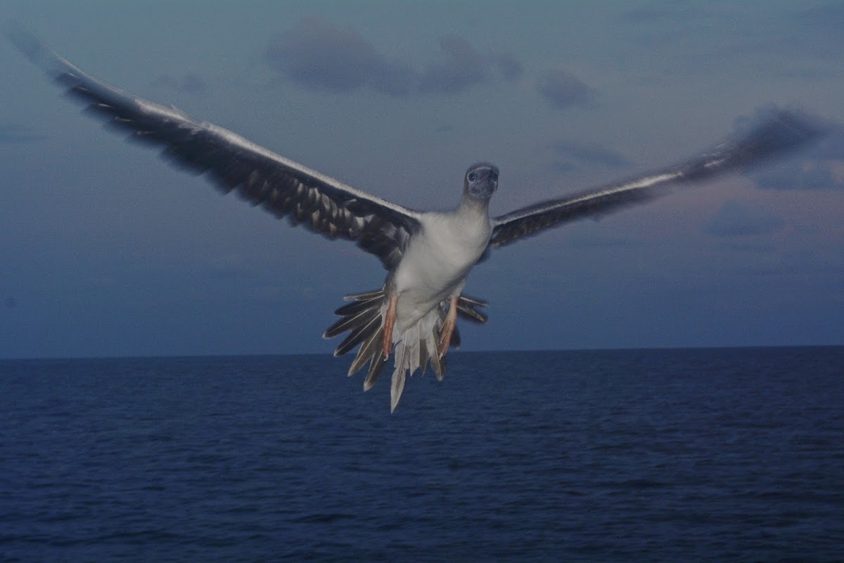 Red-footed Booby