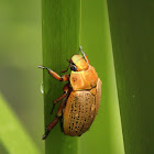 Common Christmas Beetle