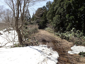 日当たりのよい林道は雪なし